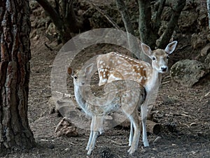 Two young Cervus dama deer