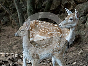 Two young Cervus dama deer