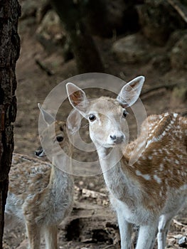 Two young Cervus dama deer