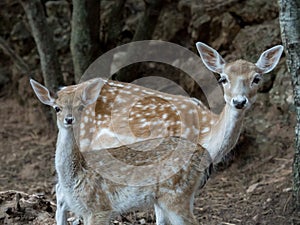 Two young Cervus dama deer