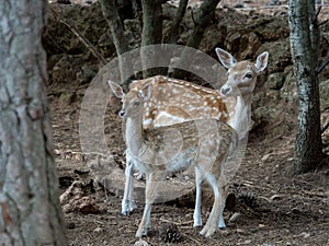 Two young Cervus dama deer