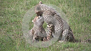 Two young cheetah cubs licking each other on the face