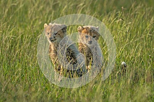Two young cheetah cubs sit in grass