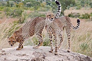 Two young cheetahs, Acinonyx jubatus, siblings, watchful looking on hill in Kruger National Park, South Africa