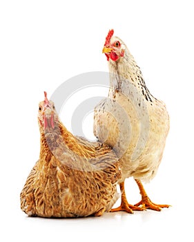 Two young chickens