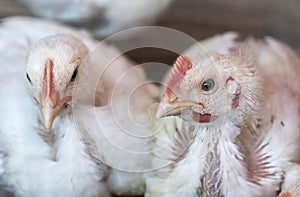 Two young chickens in farm