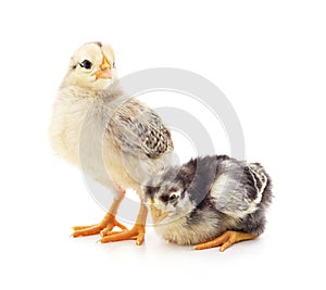 Two young chickens