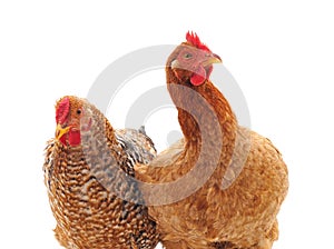 Two young chickens