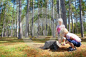 Two Young Children Exploring in Pine Tree Forest