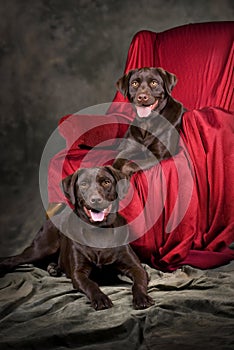 Two Young Chocolate Labs