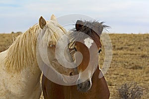 Two Young Colts