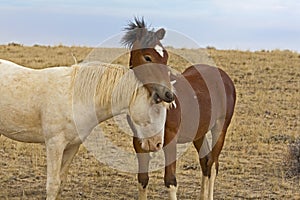 Two Young Colts