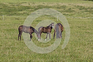 Two young colts and mare