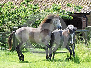 Young Horses Fighting
