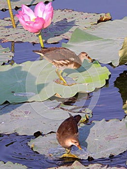 Two young Common Moorhen