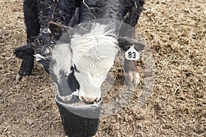 Two young cows crowd in to eat food out of one bucket - closeup of heads