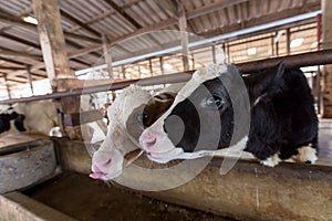 Two young cows in a dairy farm