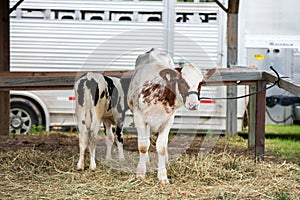 Two Young Cows on a Farm