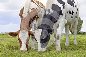 Two young cows grazing black red and white, upright side by side, multi color diversity in a green field under a blue sky