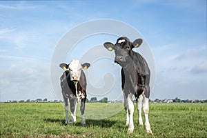 Two young cows standing in a pasture under a blue sky