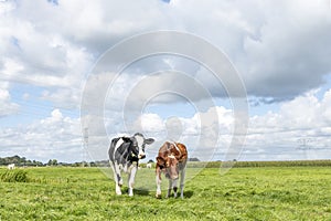 Two young cows, walking playful, black red and white, cute side by side in a field