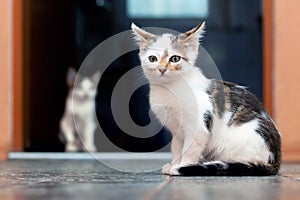 Two young cute cats are sitting on the floor in the room