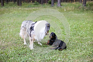 Two young cute dogs play fighting on a green grass