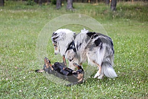 Two young cute dogs play fighting on a green grass