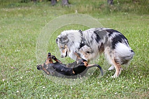 Two young cute dogs play fighting on a green grass