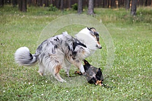 Two young cute dogs play fighting on a green grass