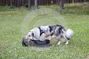 Two young cute dogs play fighting on a green grass