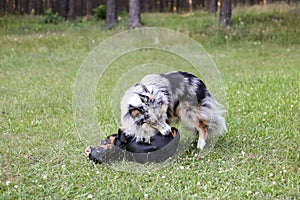 Two young cute dogs play fighting on a green grass