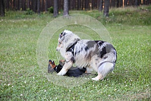 Two young cute dogs play fighting on a green grass