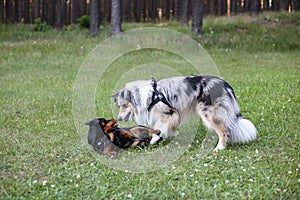 Two young cute dogs play fighting on a green grass