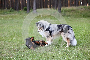 Two young cute dogs play fighting on a green grass