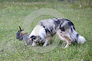 Two young cute dogs play fighting on a green grass