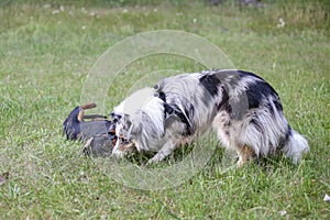 Two young cute dogs play fighting on a green grass