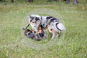 Two young cute dogs play fighting on a green grass