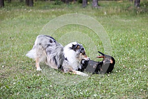 Two young cute dogs play fighting on a green grass