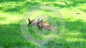 Two young deer lying on the grass in the zoo