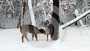 Two young deer in a Minnesota forest winter snow
