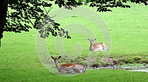 Two young deer resting in the forest