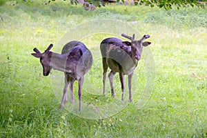 Two young deer walking in nature