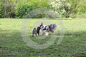 Two young dogs play fighting at park