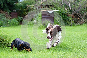 Two young dogs playing rough in summer natute
