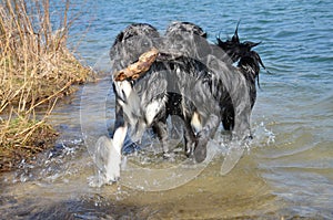 Two young dogs are playing in the water