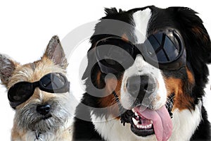 Two young dogs with sunglasses