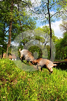 Two young domestic brown goats fighting in a farm