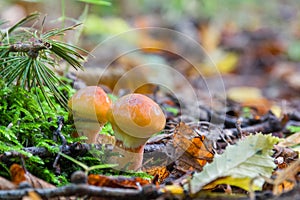 Two young edible mushrooms Suillus elegans grow in the forest