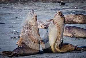 Two young elephant seals practice sparring in South Georgia